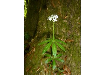 Waldmeister (Galium odoratum) - © Philipp Sengl